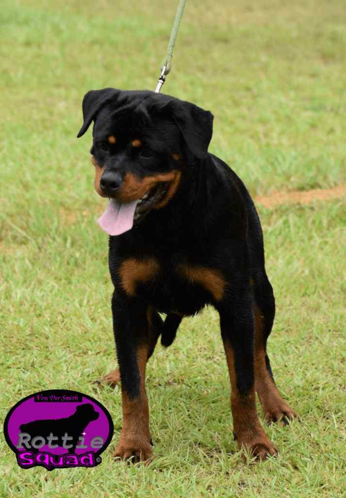 Hartenkerns Reign Von Der Moscono Ranch