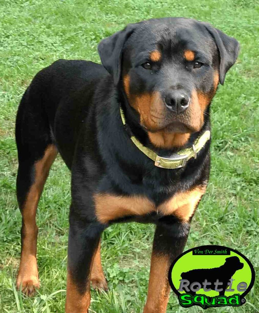 More on Kimber