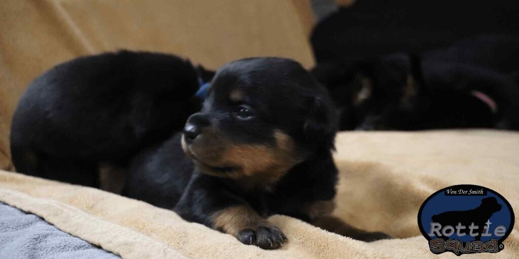 Reign-Zamp litter