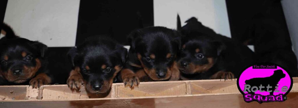 Reign-Zamp litter