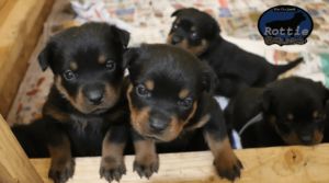 Reign-Zamp litter