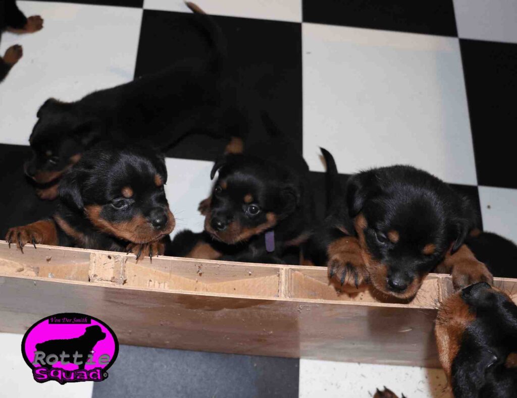 Reign-Zamp litter