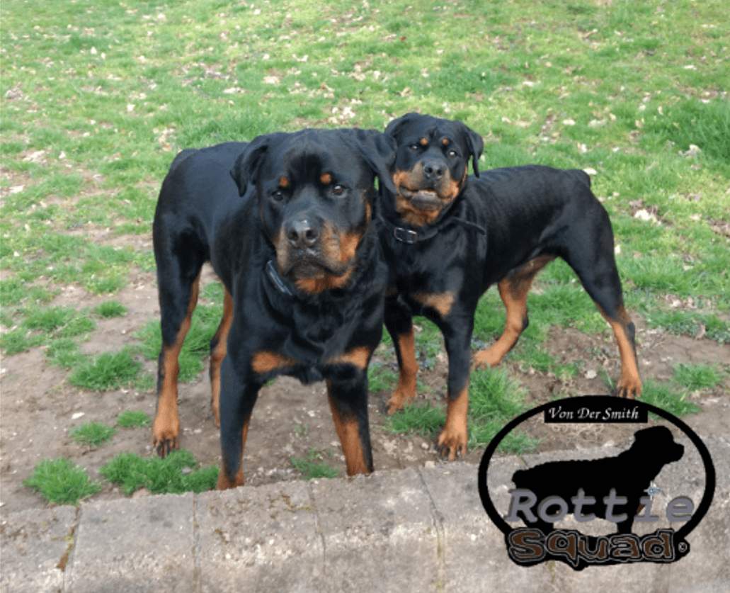 Rottie Duo