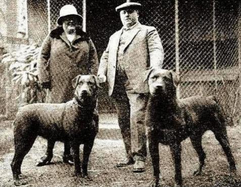 Rottweiler History photo1