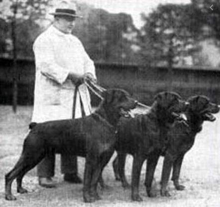 Rottweiler History photo2