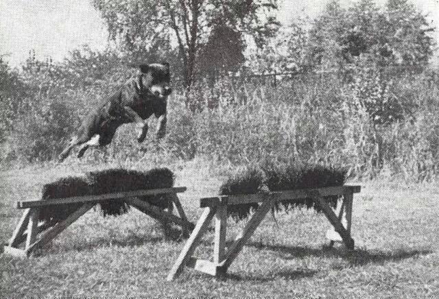 Rottweiler History photo7