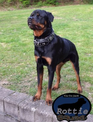 loyal Rottweilers