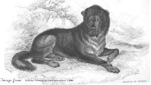 mastiff ancient