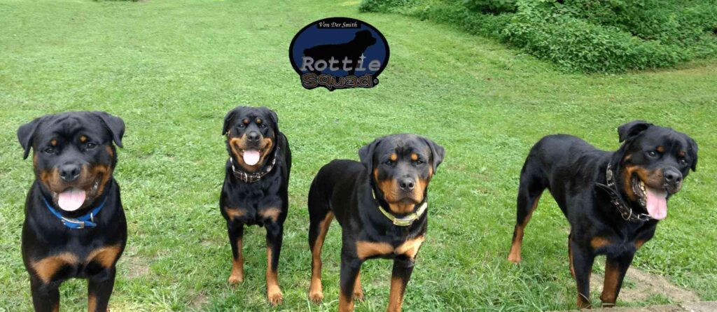 RottieSquad