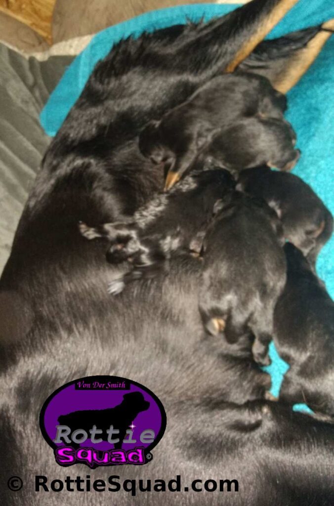 German Rottweiler Puppies