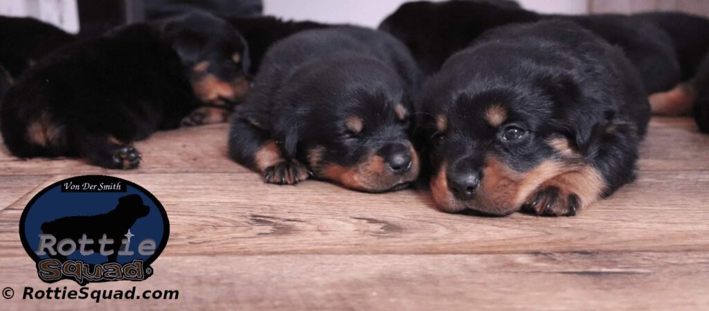 maze vader litter