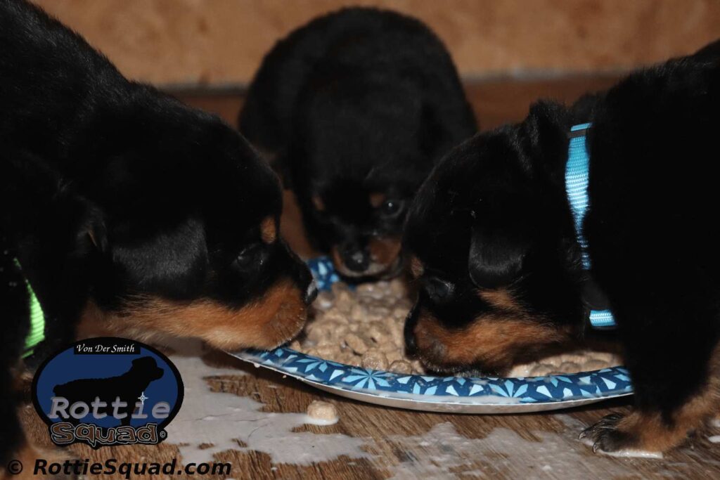 maze vader litter