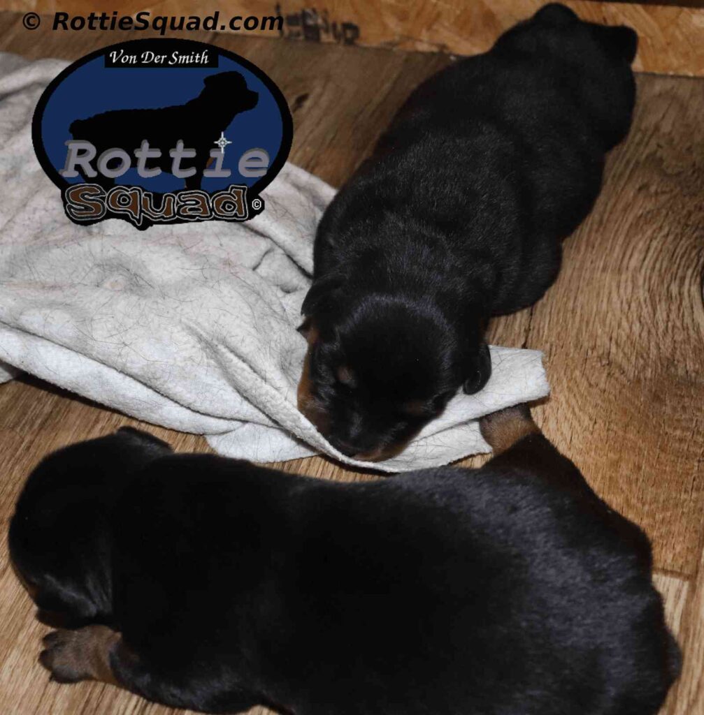 Zamp & Oxana litter