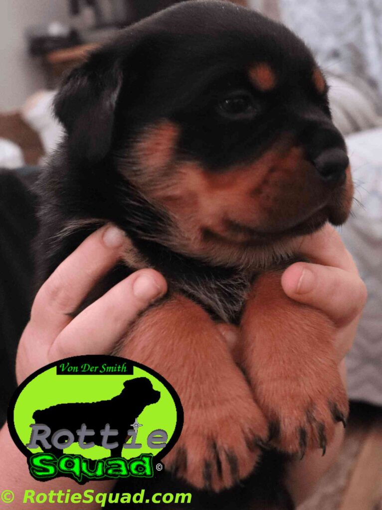 Zamp & Oxana litter