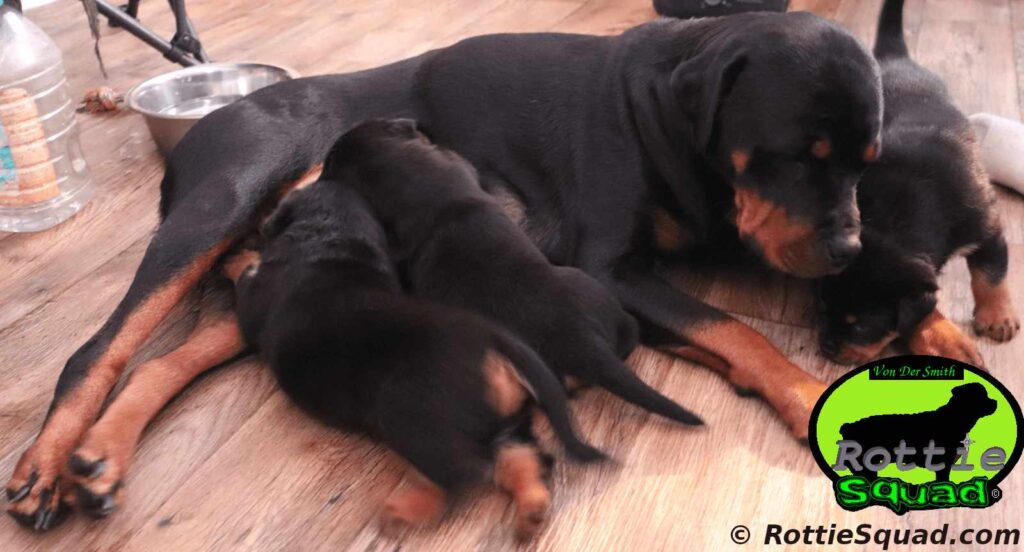 Zamp & Oxana litter