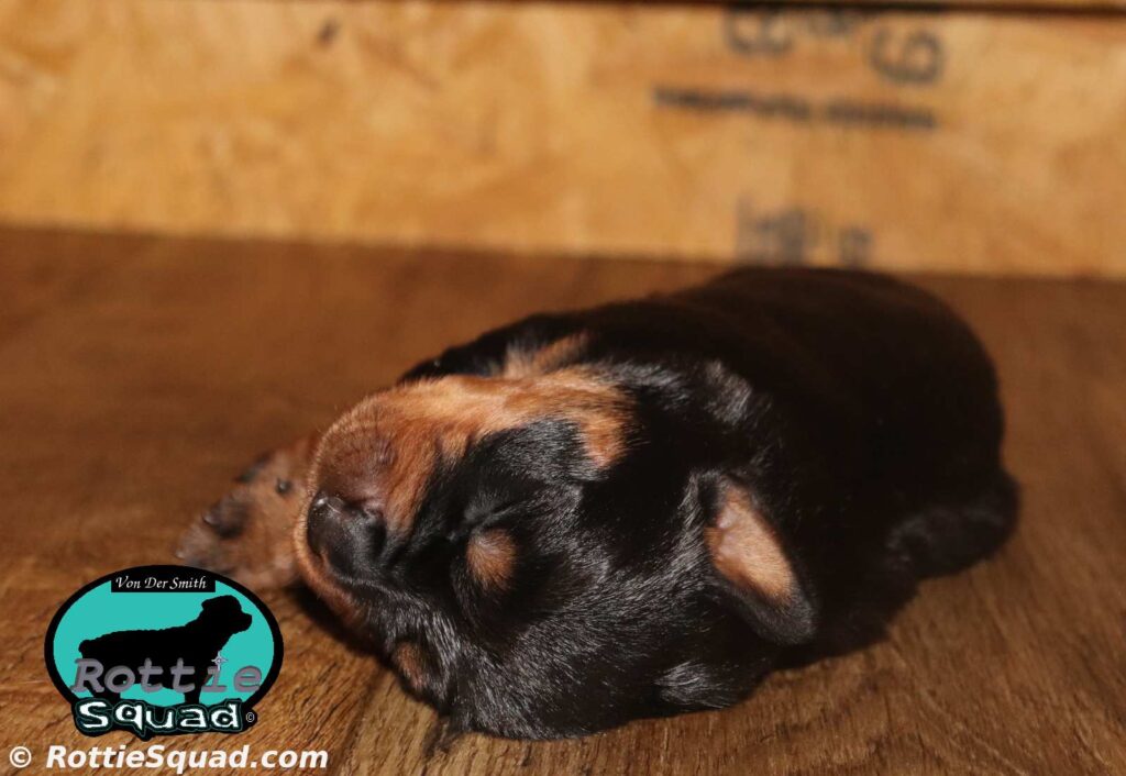 Orlando-Onyx pup