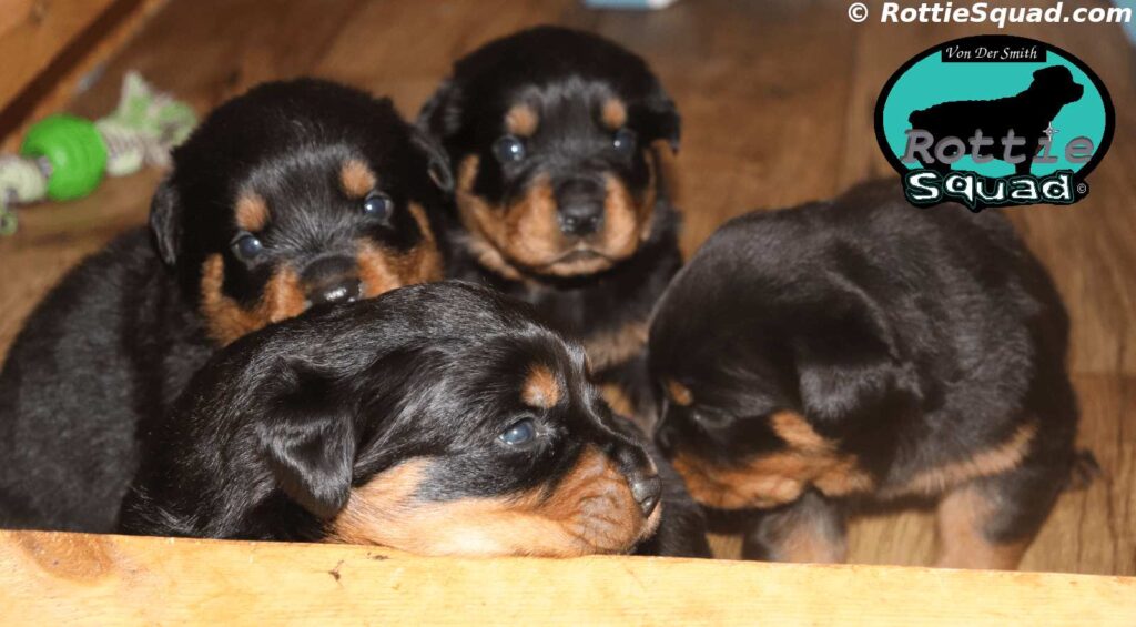 Orlando-Onyx puppies