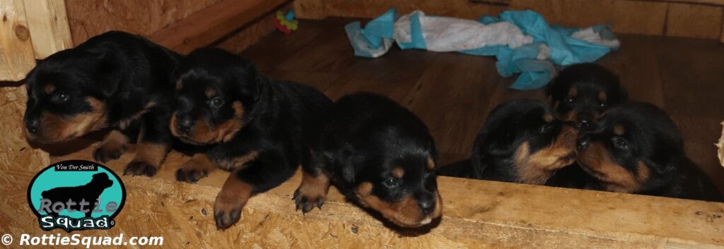 Orlando-Onyx puppies