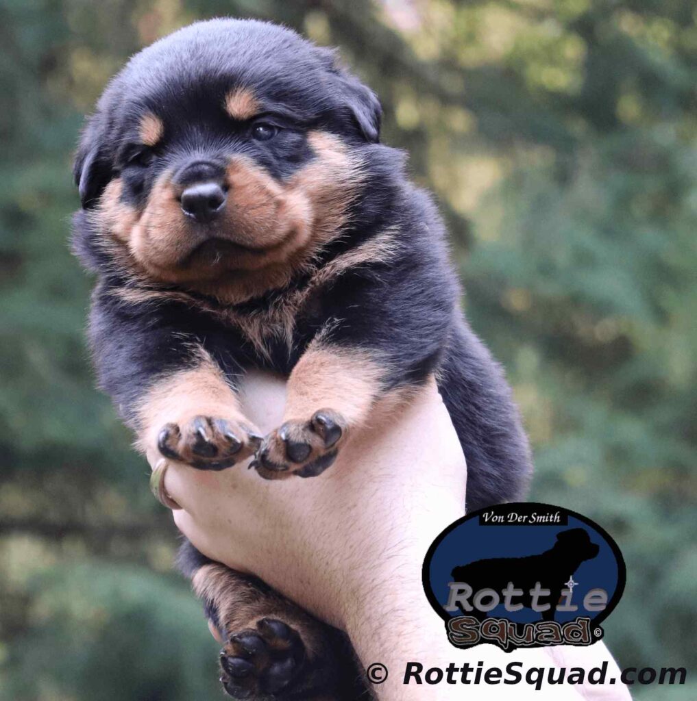 Orlando-Onyx male pup