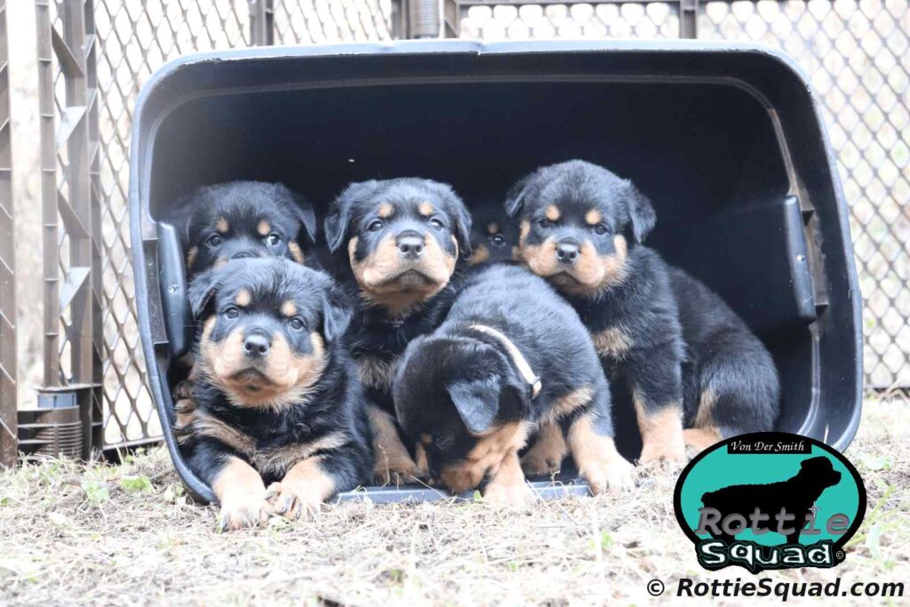 Orlando-Onyx pups