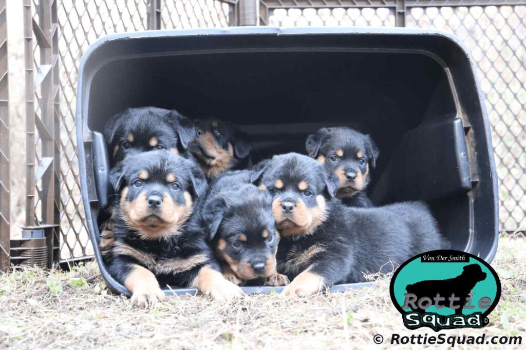 Orlando-Onyx pups