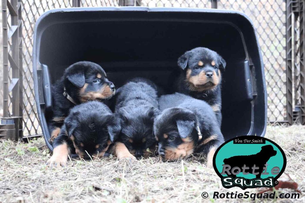 Orlando-Onyx pups