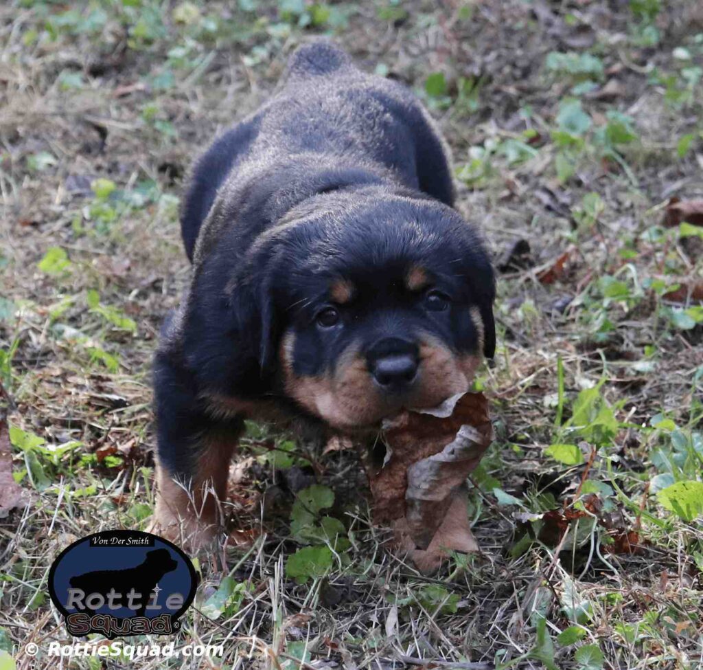 Orlando-Onyx pup