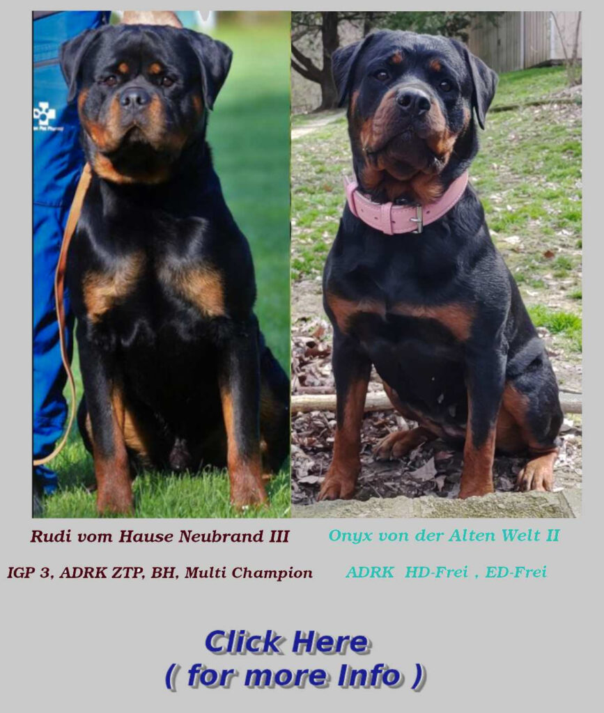 Rudi&Onyx