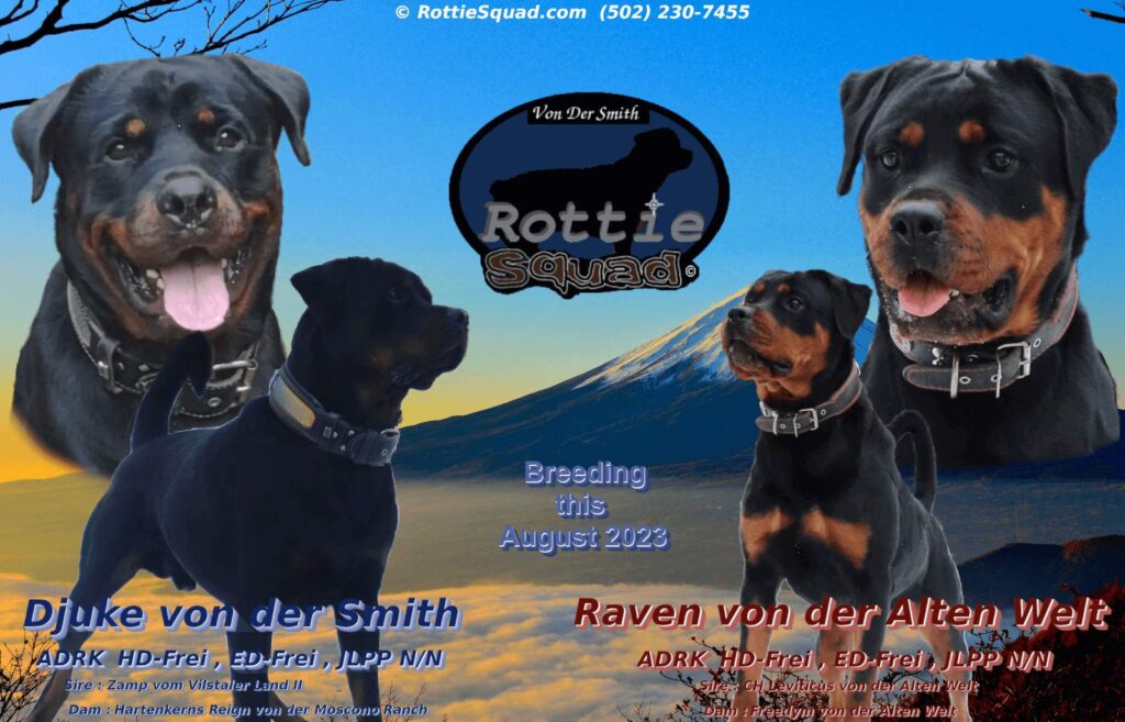 Djuke & Raven poster