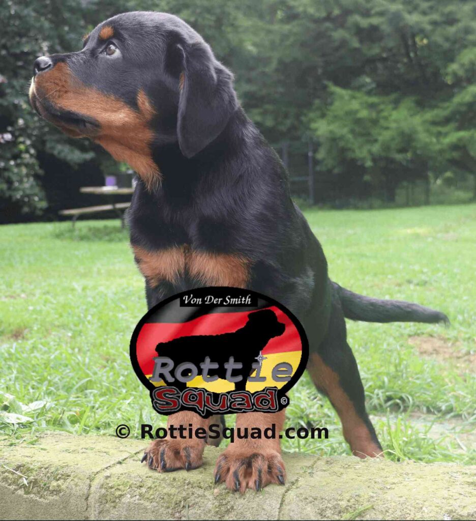 Rudi