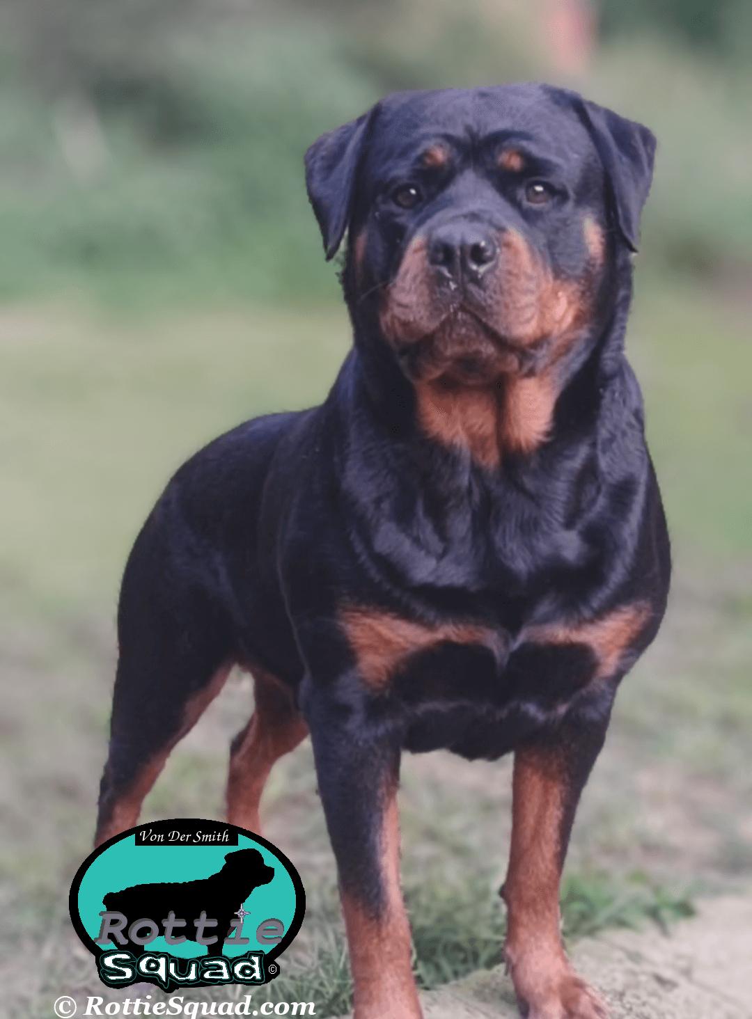 Gold Rottie Female Rotties – Rottie Squad Kennel