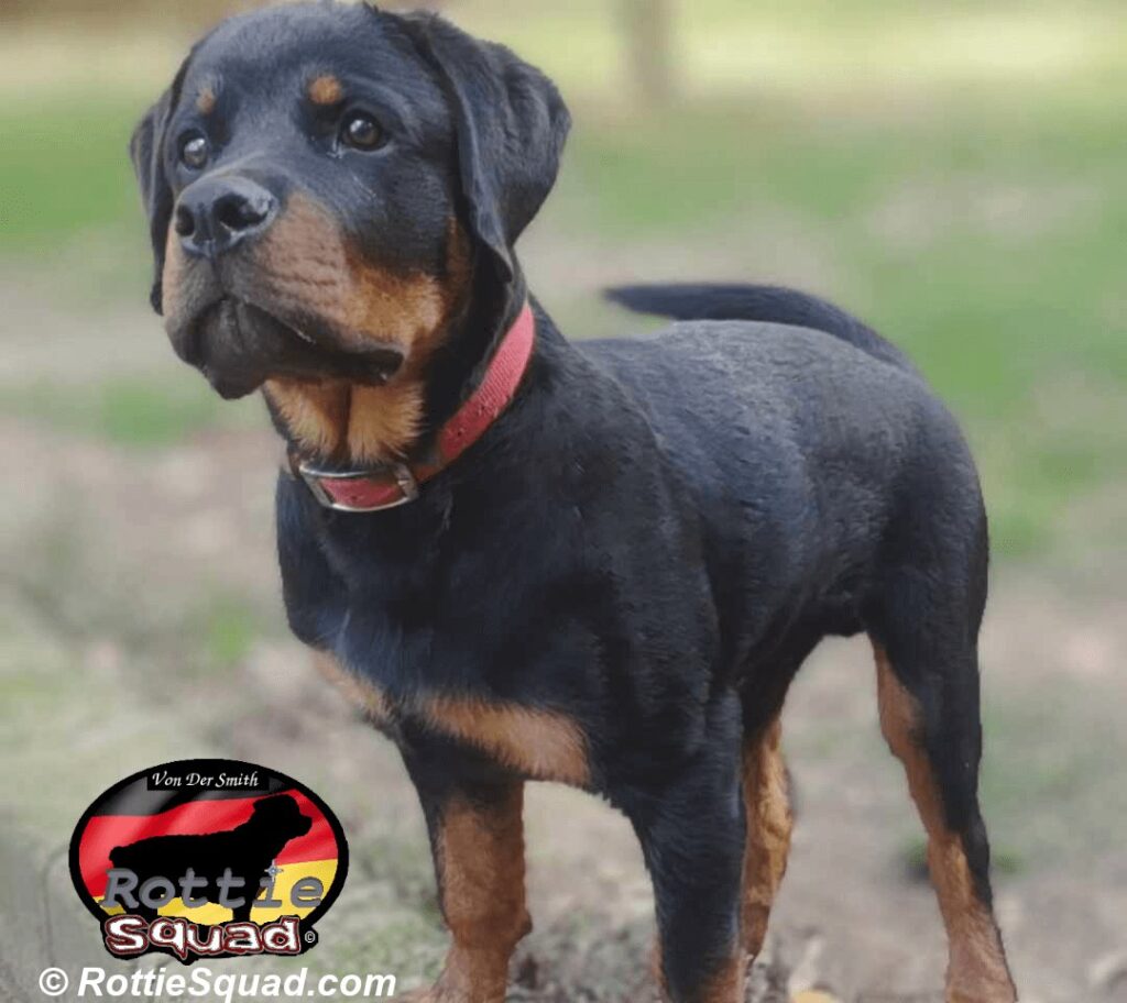 Rudi