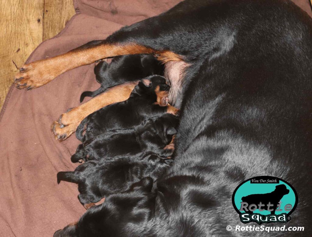 Orlando-Onyx-litter