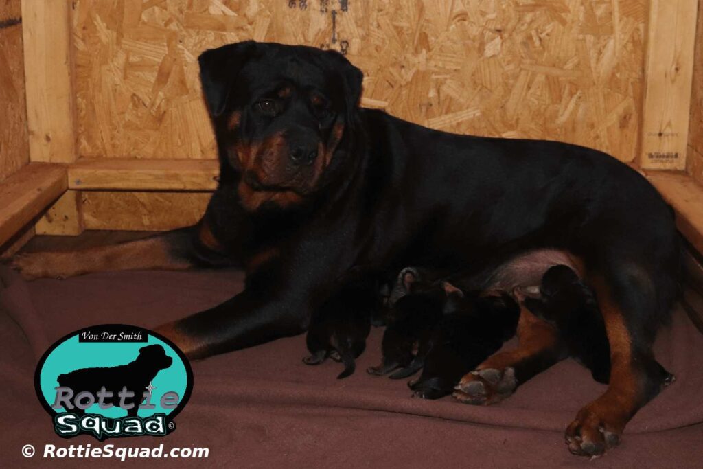 Orlando-Onyx-litter