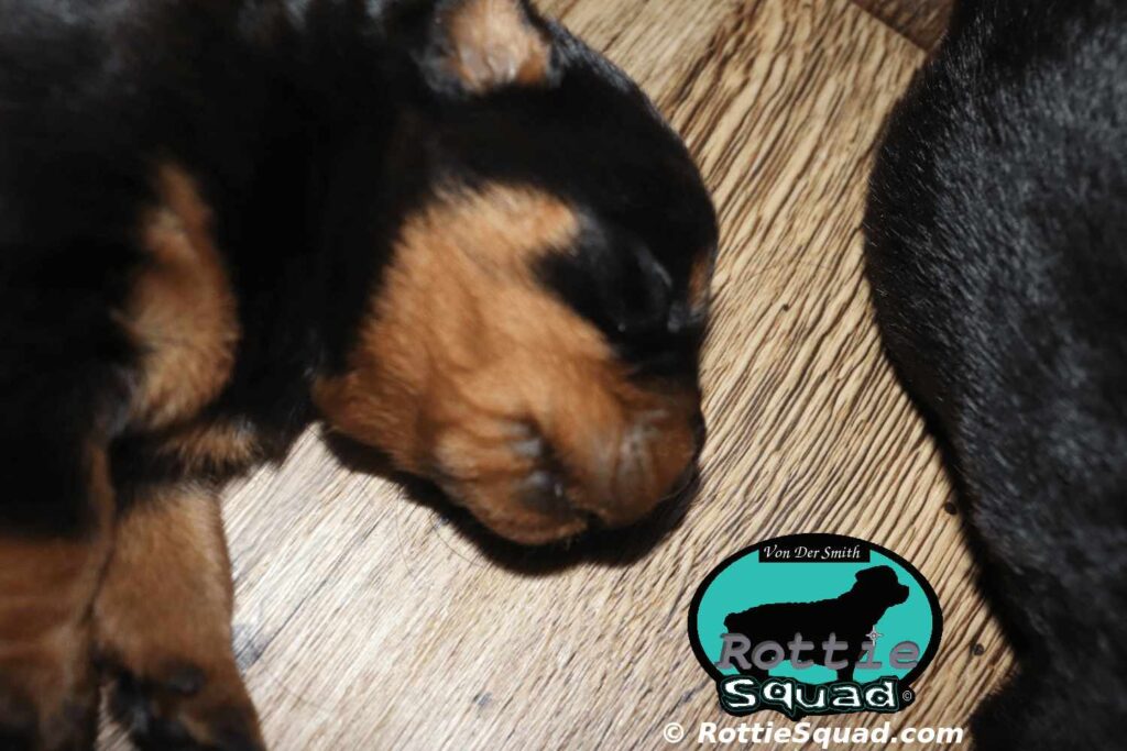 Orlando-Onyx-litter