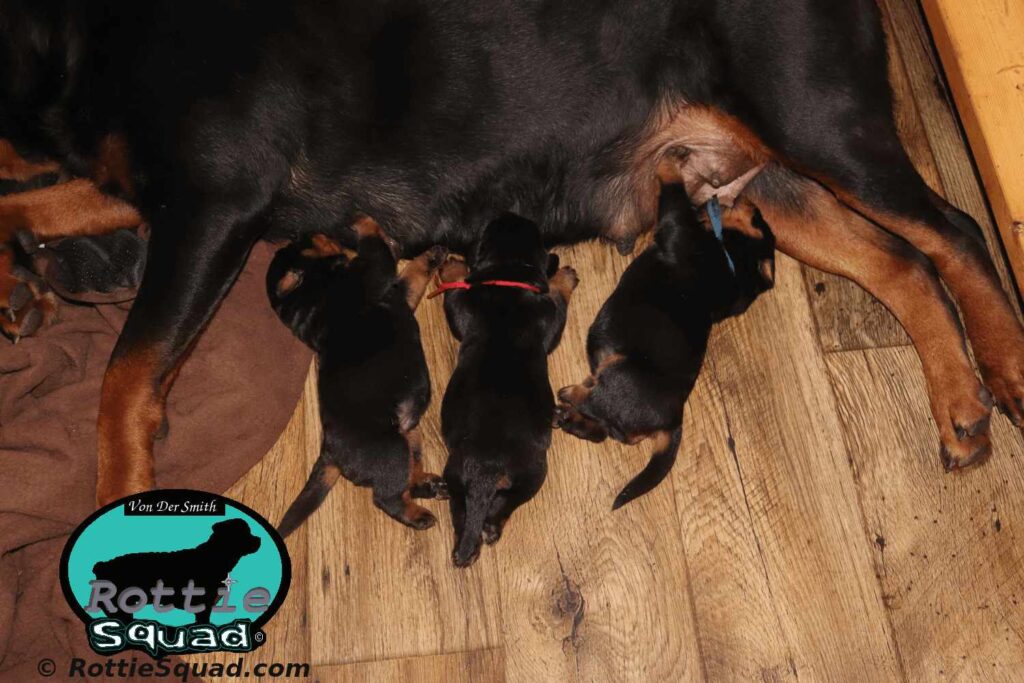 Orlando-Onyx-litter