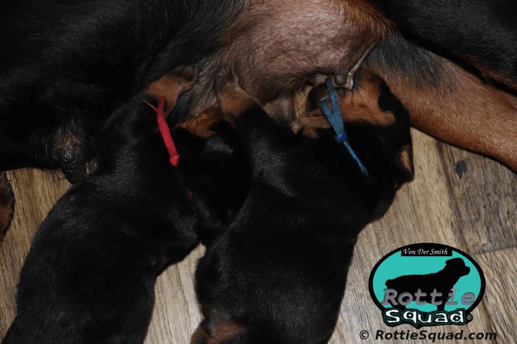 Orlando-Onyx-litter