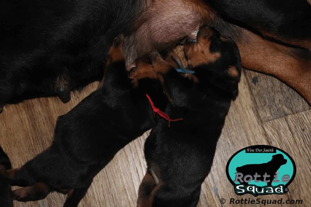 Orlando-Onyx-litter