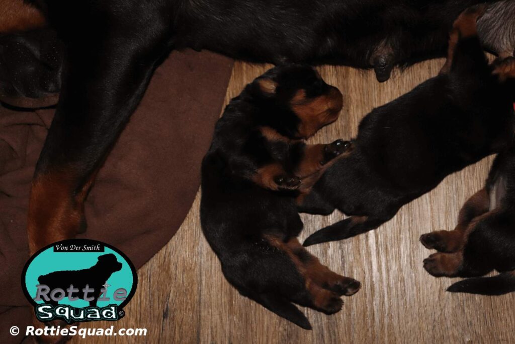 Orlando-Onyx-litter