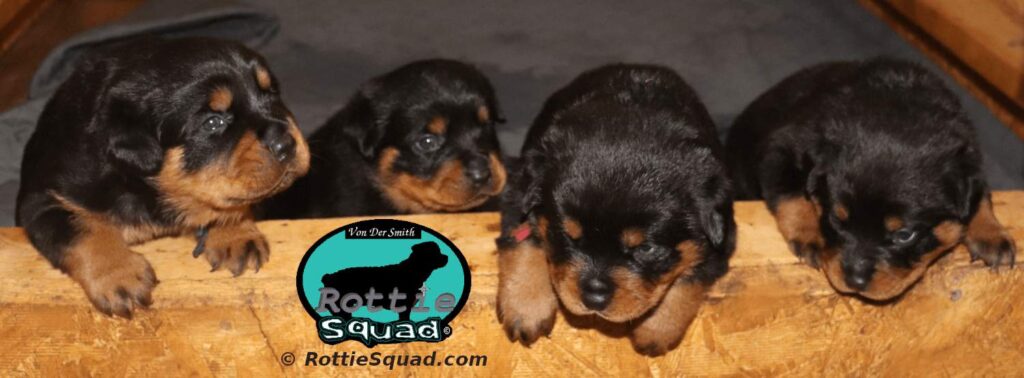 Orlando-Onyx-litter