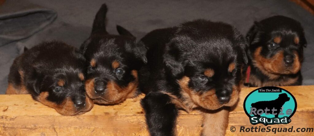 Orlando-Onyx-litter