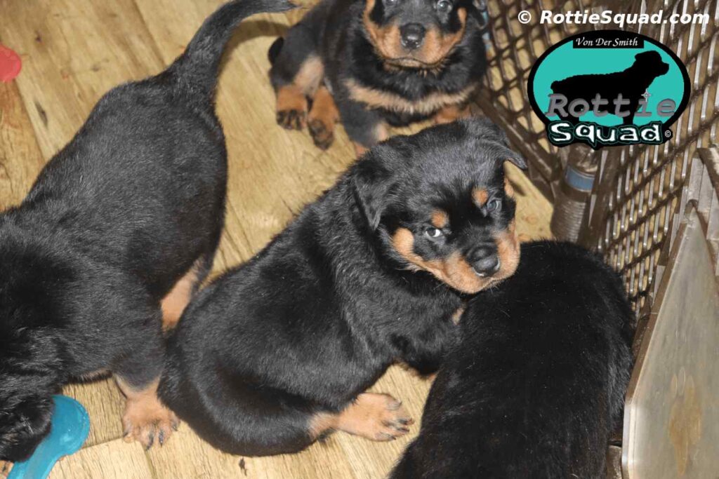 Orlando-Onyx-litter