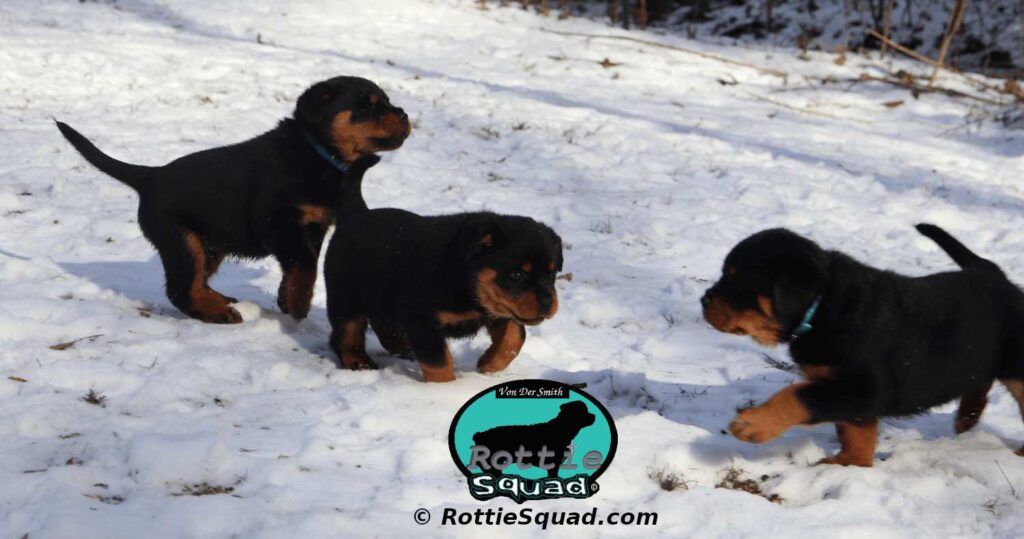 Orlando-Onyx-litter