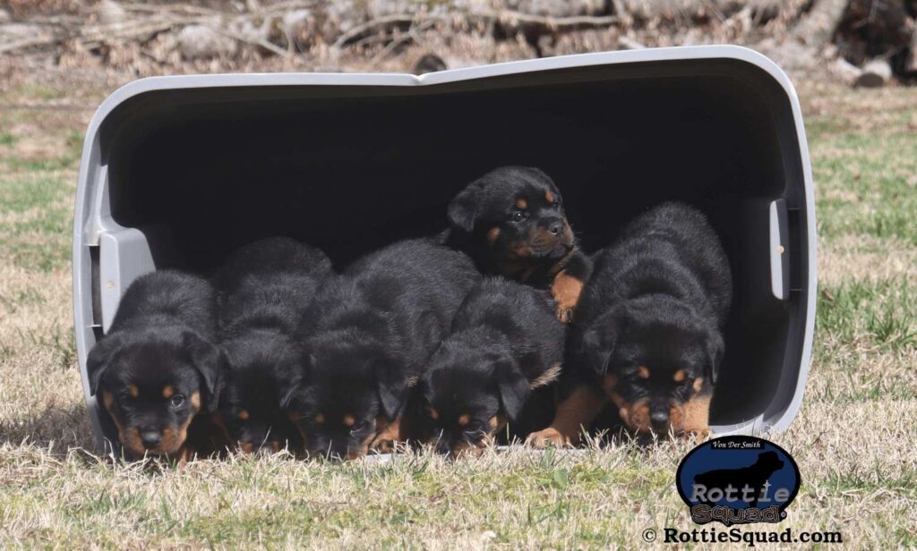 Orlando&Cera litter