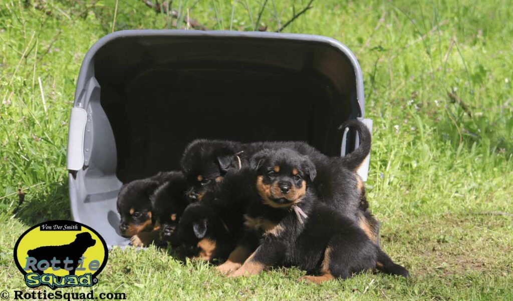 Ernst & Rory pups