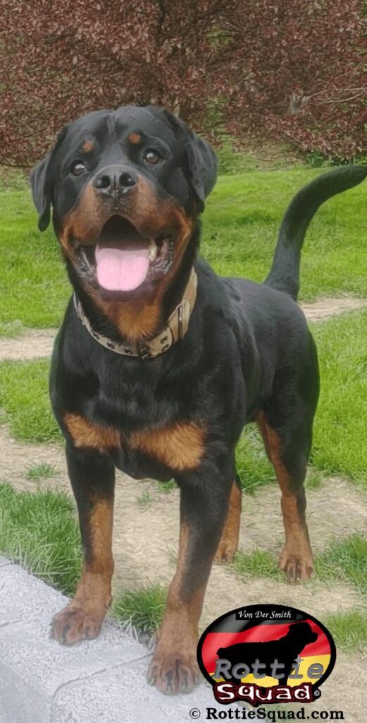 More About Lil Rudi