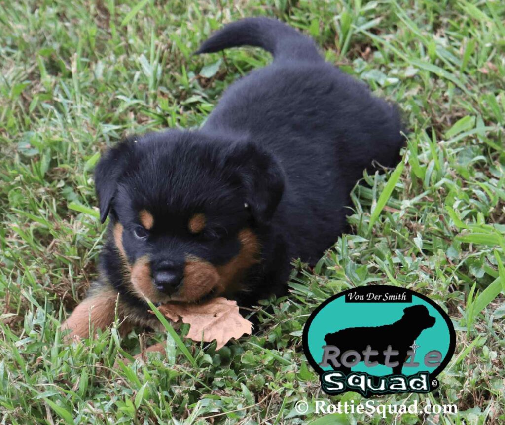 Ernst & Onyx pups
