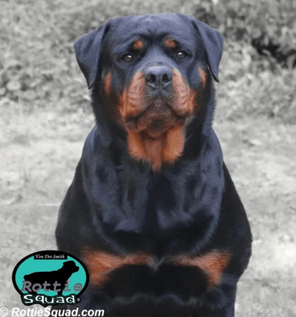 Onyx-von-der-Alten-Welt Onyx-von-der-Alten-Welt