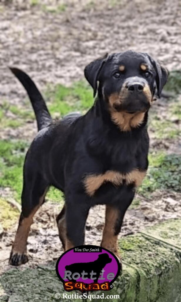 Abaddon von der Smith III