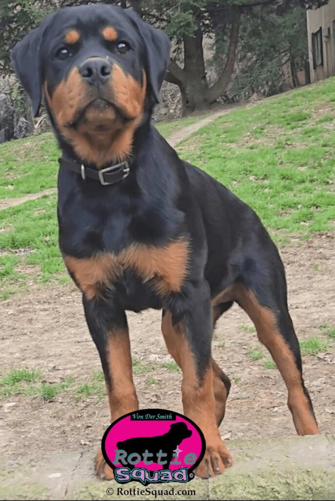 Stormy Kai von der Smith